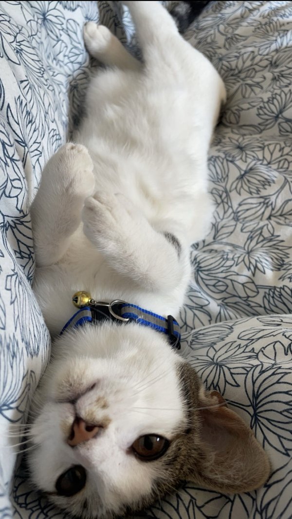 My cat as a kitten, lying on his back